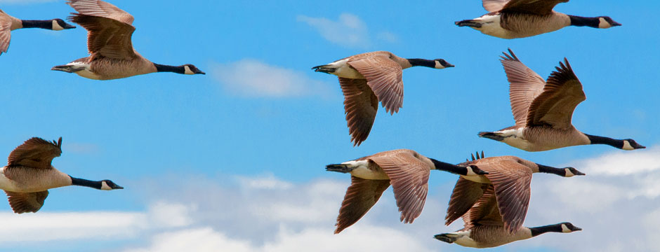 Canadaway Immigration Consulting